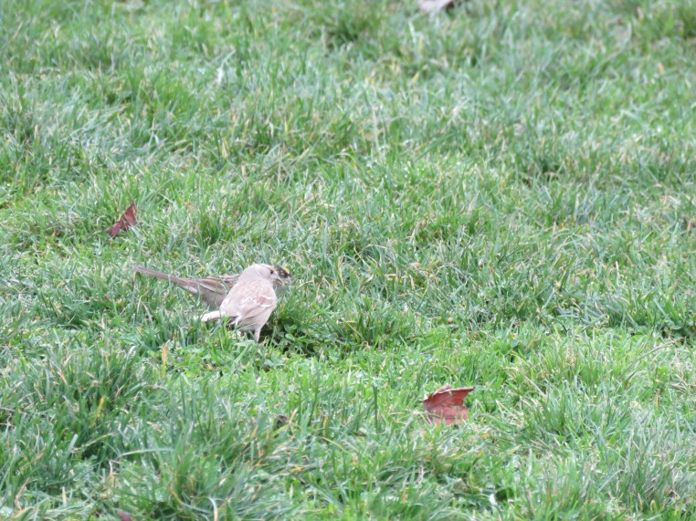 Golden-crowned Sparrow (Leucistic)
