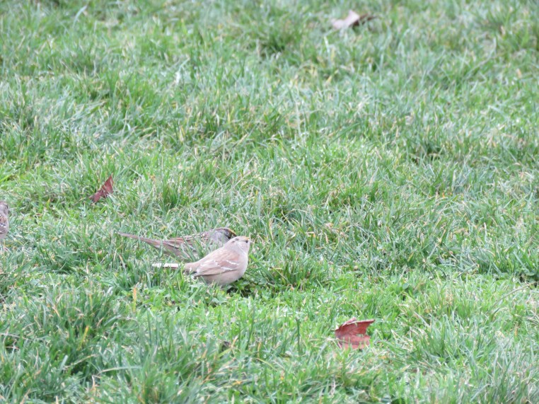 Golden-crowned Sparrow (Leucistic)