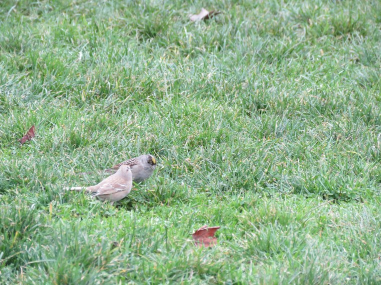 Golden-crowned Sparrow (Leucistic)
