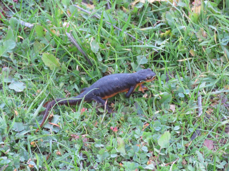 California newt