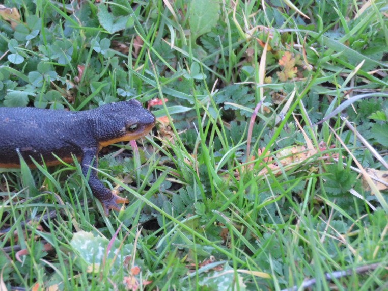 California newt