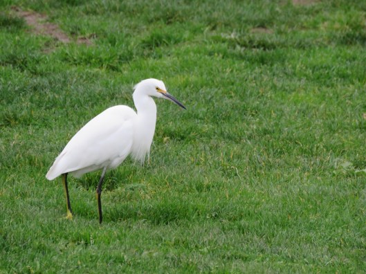 Snowy Egret