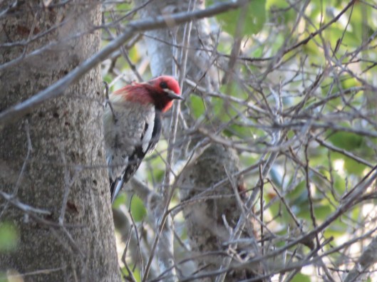 Red-breasted Sapsucker