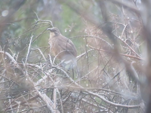 California Thrasher