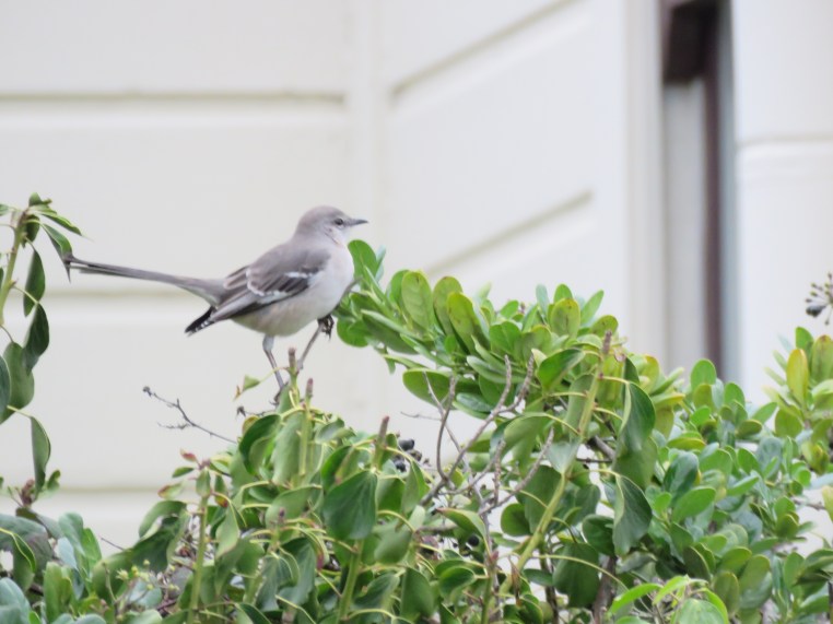 Northern Mockingbird