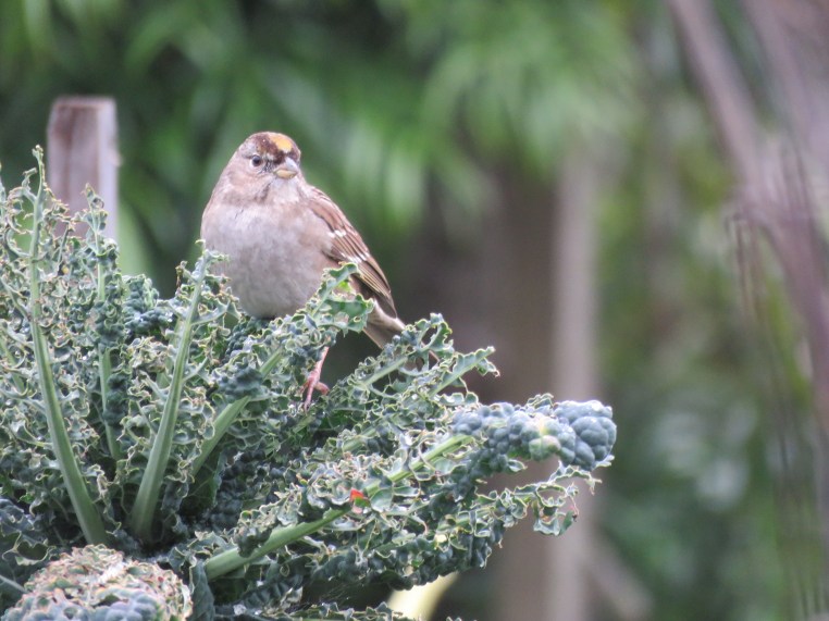 Golden-crowned Sparrow