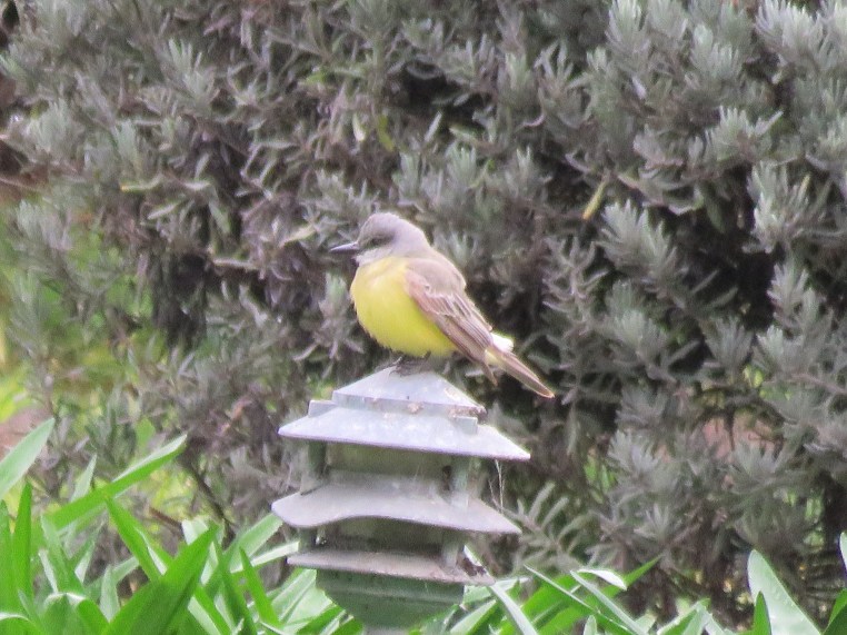 Tropical Kingbird
