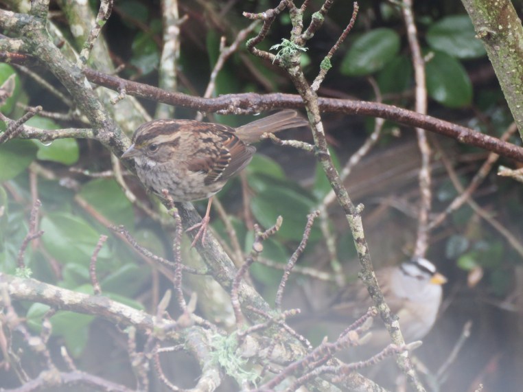 White-throated sparrow