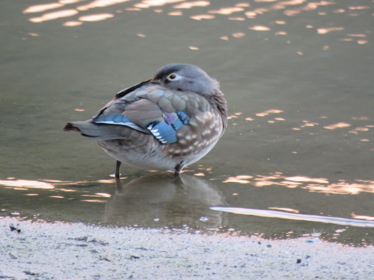 Wood Duck