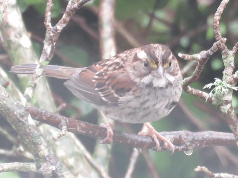 White-throated sparrow