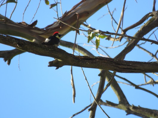 Acorn Woodpecker