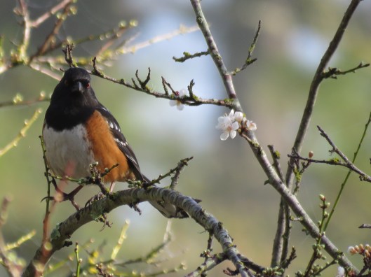 Spotted Towhee