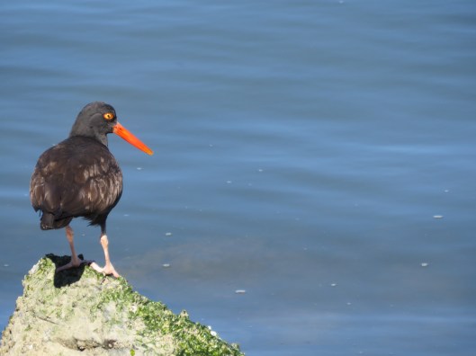 Black Oystercatcher