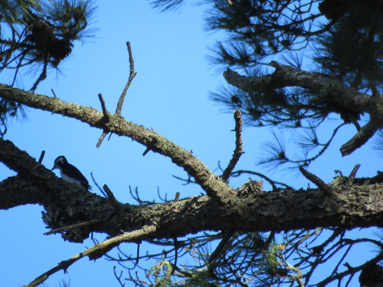 Hairy Woodpecker