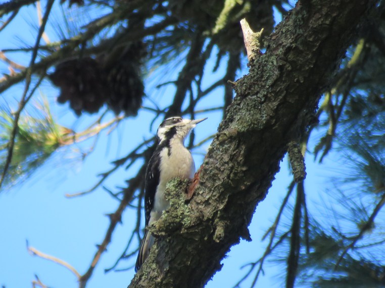 Hairy Woodpecker (f)