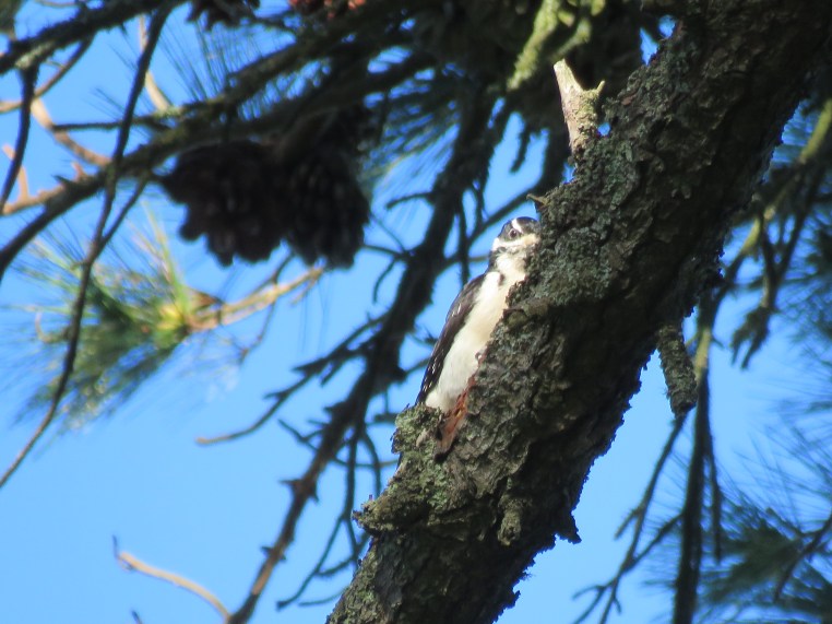 Hairy Woodpecker (f)