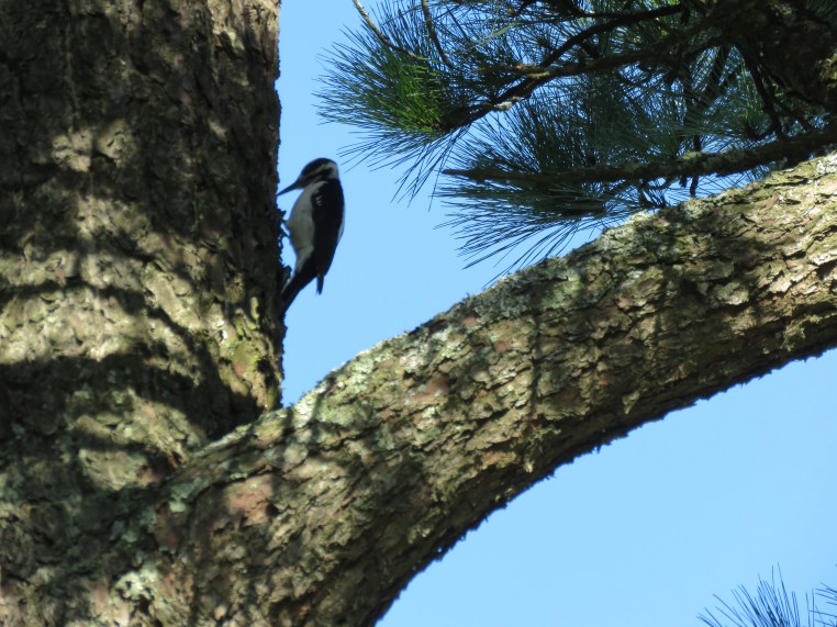 Hairy Woodpecker