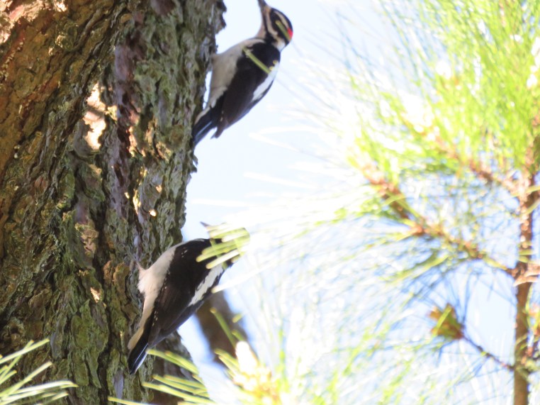 Hairy Woodpecker (m & f)