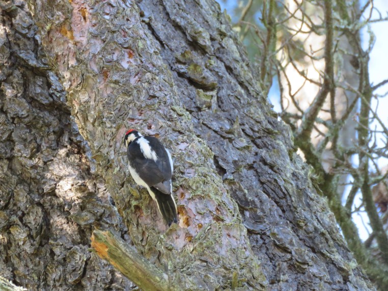 Hairy Woodpecker