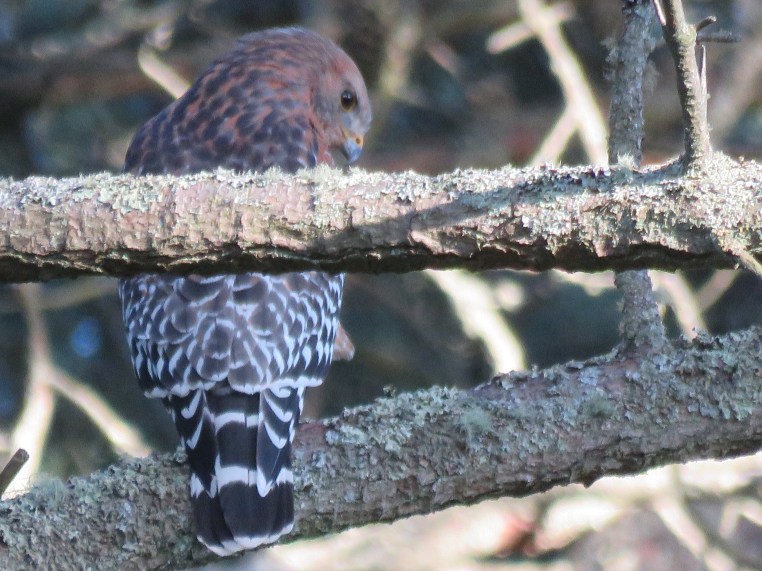 Red-shouldered Hawk