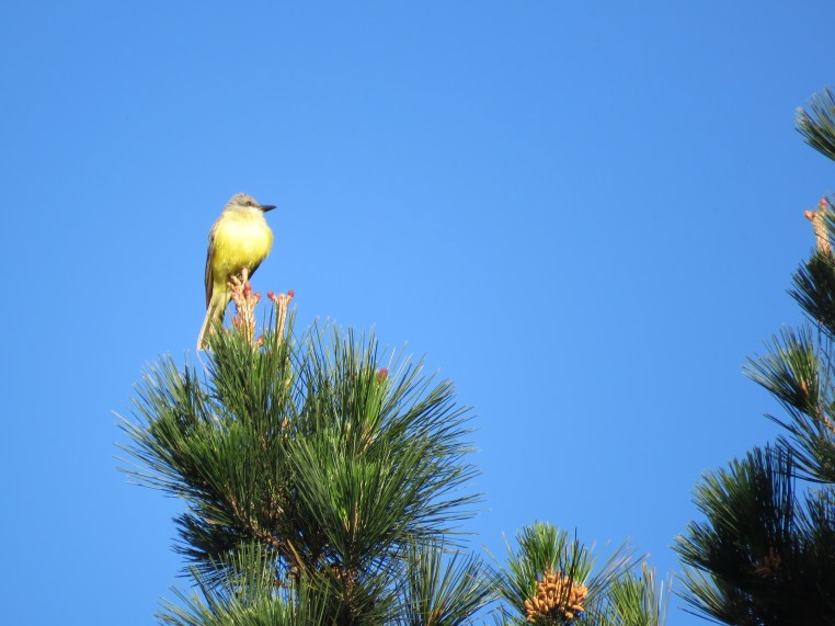Tropical Kingbird