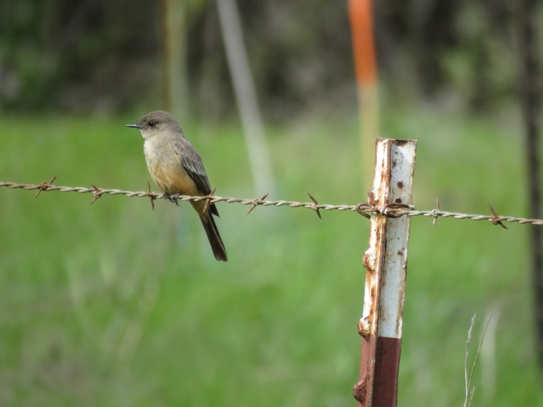Say's Phoebe
