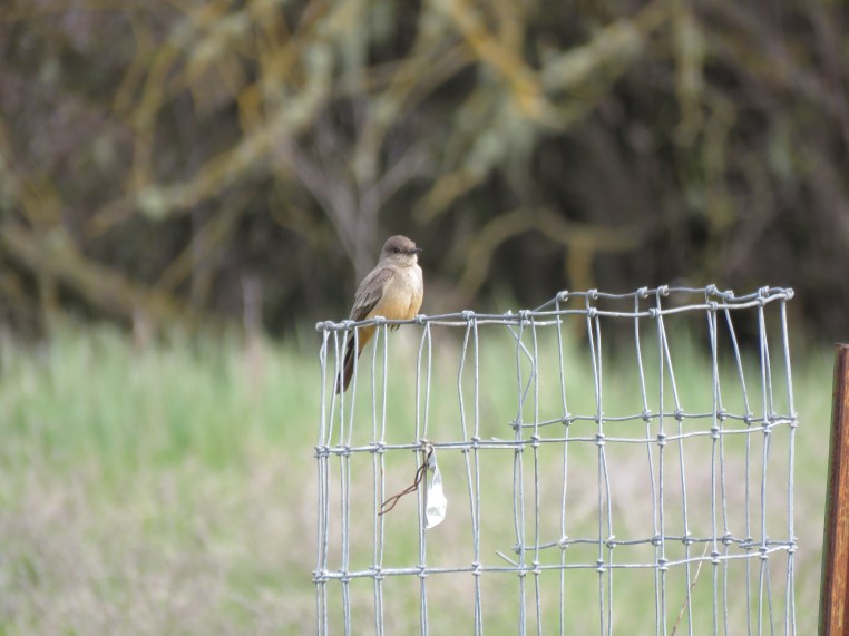 Say's Phoebe