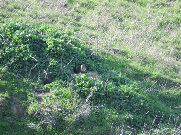 Burrowing Owl