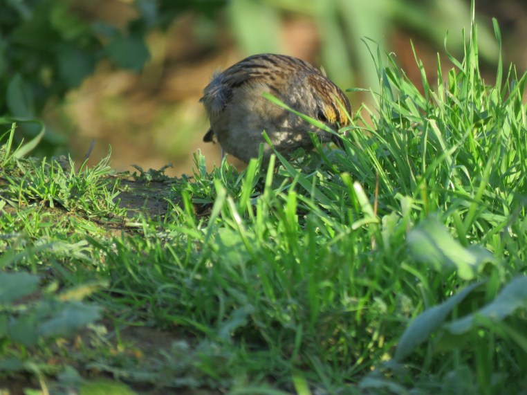 Golden-crowned sparrow