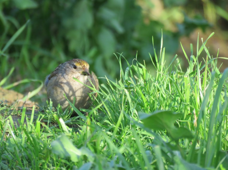 Golden-crowned sparrow