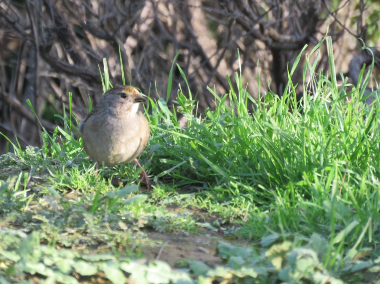 Golden-crowned sparrow