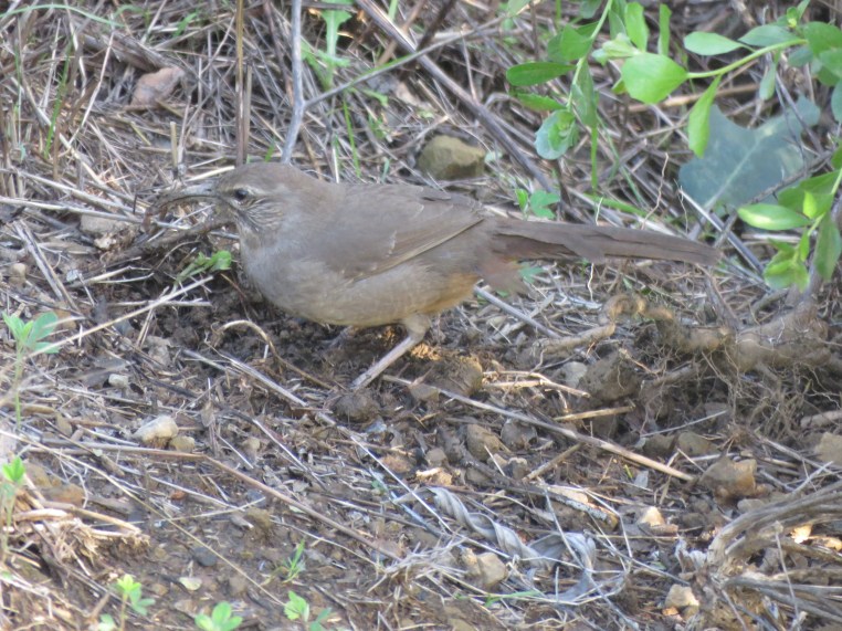 California thrasher