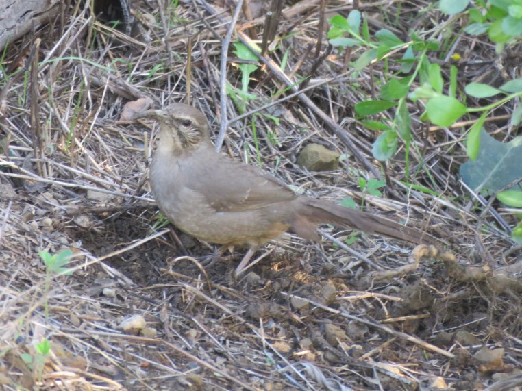 California thrasher