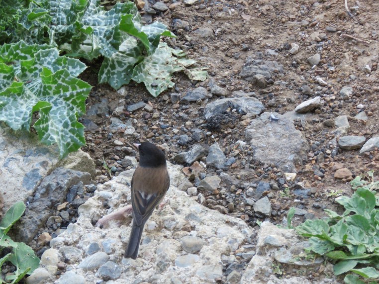 Dark-eyed junco