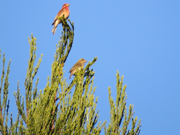 Purple Finch