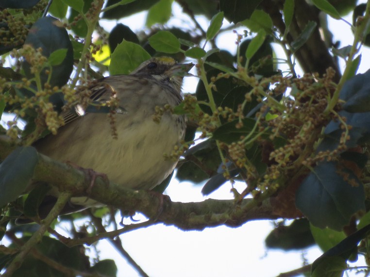 White-throated sparrow