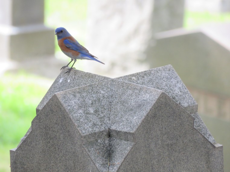 Western Bluebird