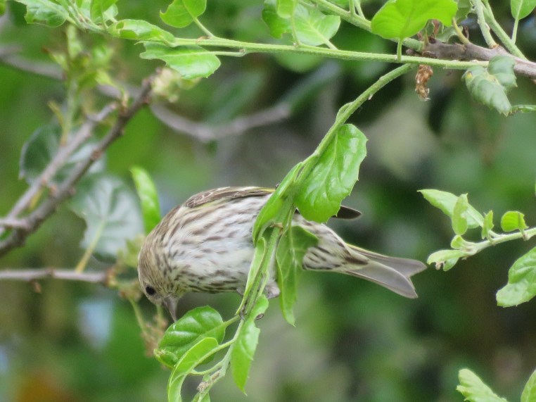 Pine Siskin