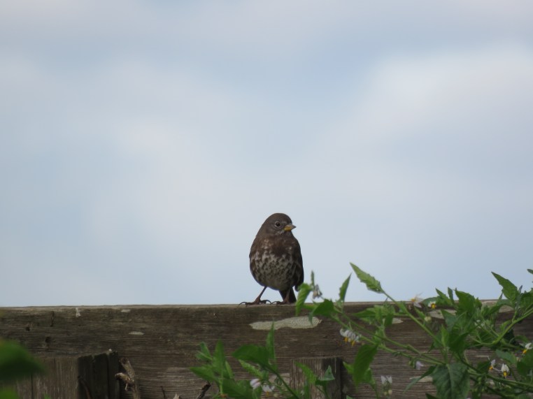 Fox Sparrow