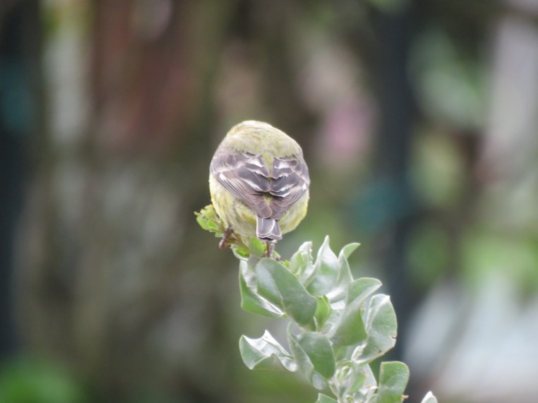 Lesser Goldfinch