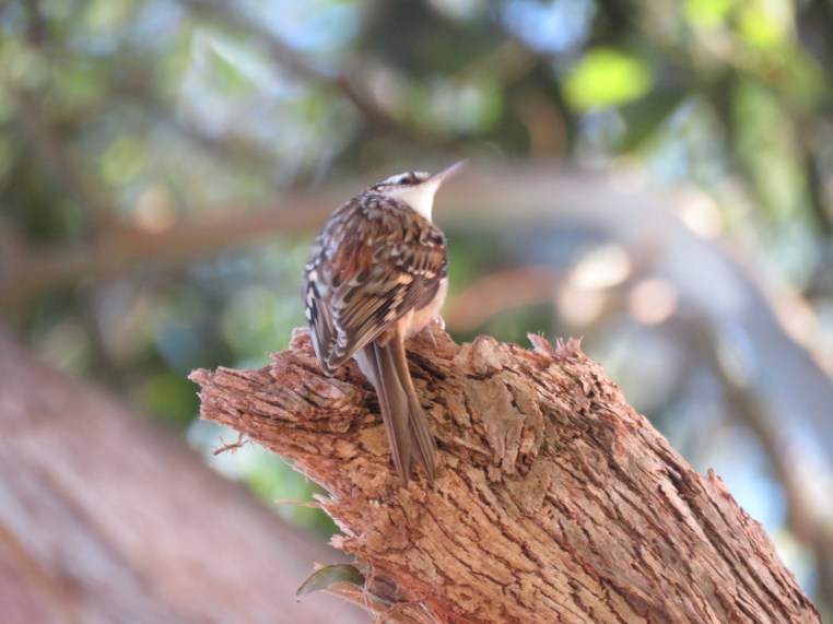 Brown creeper