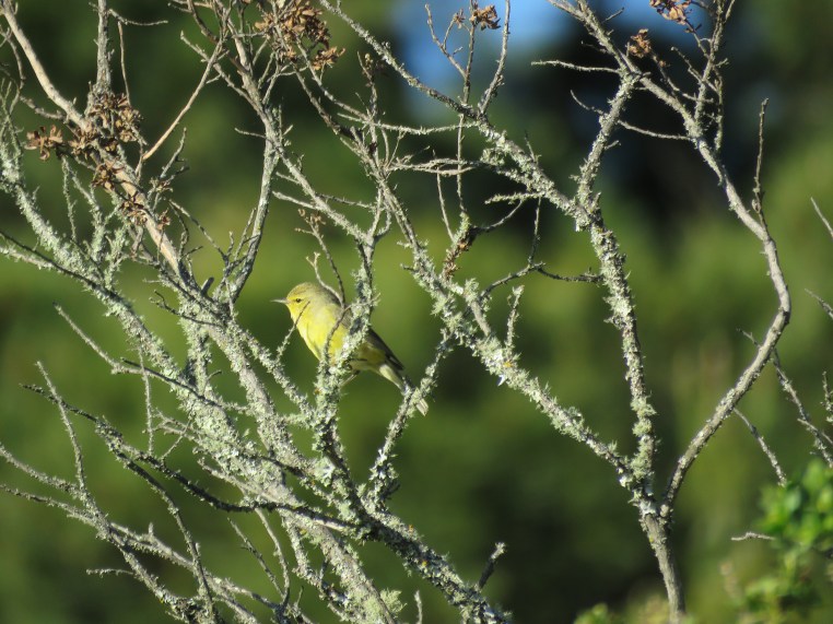 Orange-crowned warbler