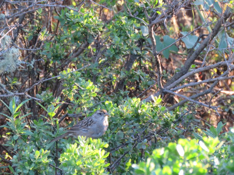 Golden-crowned sparrow