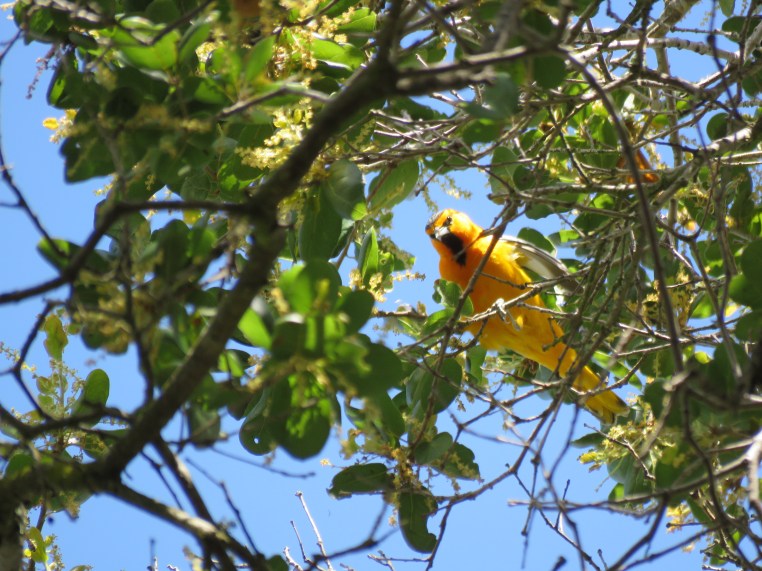 Bullock's oriole