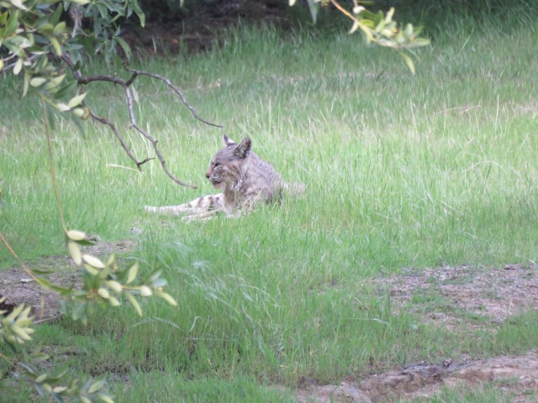 Bobcat