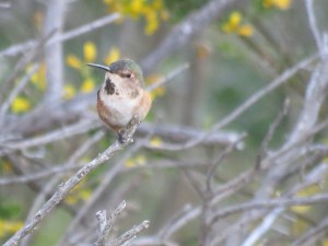 Allen's hummingbird