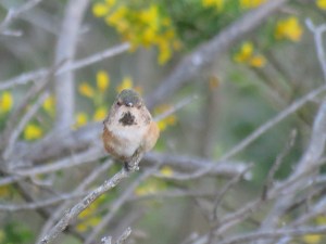 Allen's hummingbird