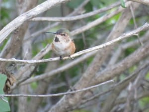Allen's hummingbird