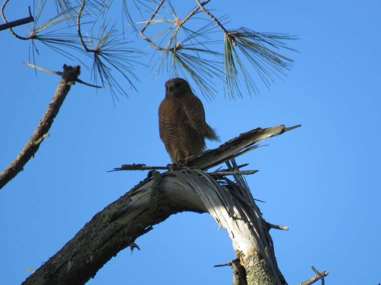 Red-shouldered hawk