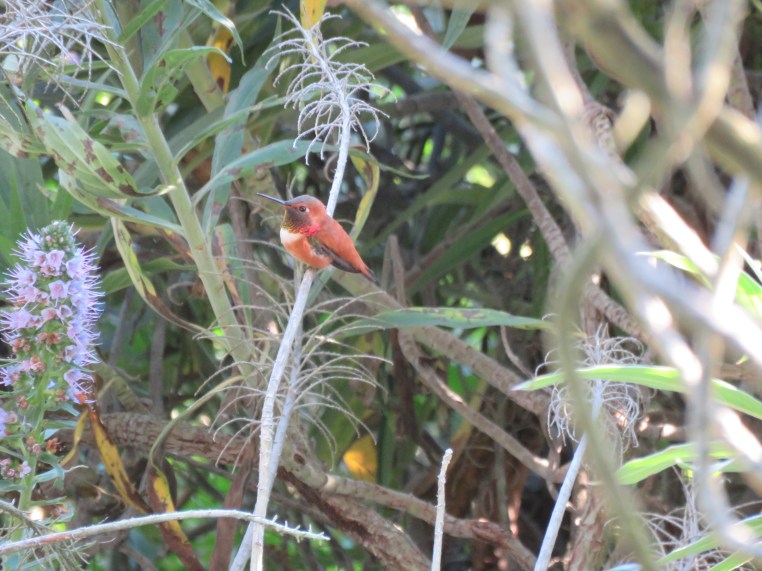 Rufous hummingbird